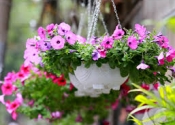 Dạ Yến Thảo - với vẻ đẹp duyên dáng, mềm mại, cực kỳ sai hoa làm say đắm bao trái tim yêu hoa