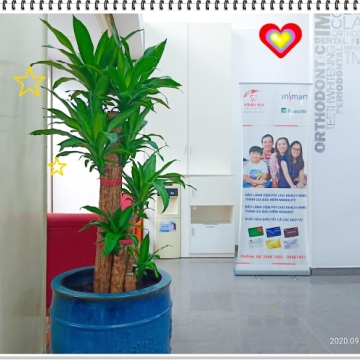 Dự án chăm sóc cây xanh cho nha khoa Vinh An