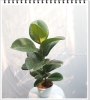 Cây Đa Búp Đỏ