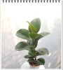 Cây Đa Búp Đỏ