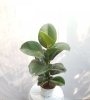 Cây Đa Búp Đỏ