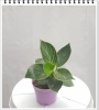 Đế Vương mini