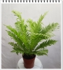 Cây Dương Sỉ Khổng Tước