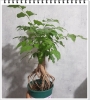 Cây Hạnh Phúc Rễ
