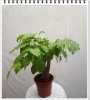 Cây Hạnh Phúc mini
