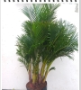 Cau Nhật
