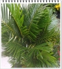 Cau Nhật