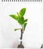 Mít Không Hạt