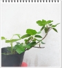Sung Mỹ