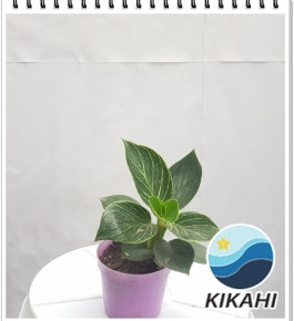 Đế Vương mini