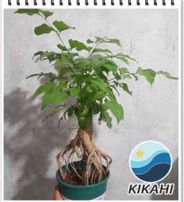 Cây Hạnh Phúc Rễ