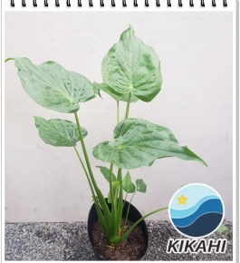 Môn Tai Phật