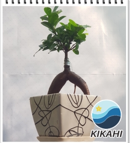 Cây Si CỦ Mini