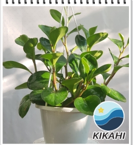 Cây Trường Sinh