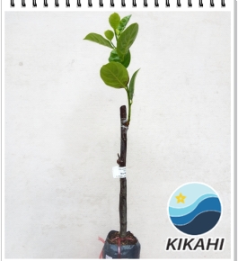 Mít Không Hạt