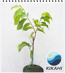Mảng Cầu Na