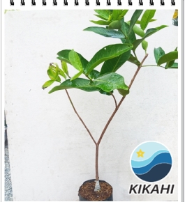 Mận Xanh