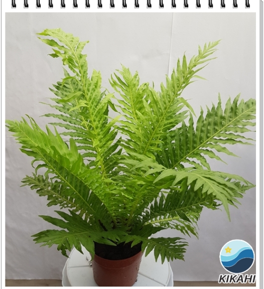 Cây Dương Sỉ Khổng Tước