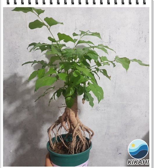 Cây Hạnh Phúc Rễ