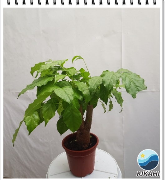 Cây Hạnh Phúc mini