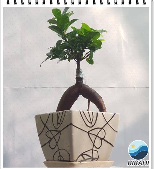 Cây Si CỦ Mini