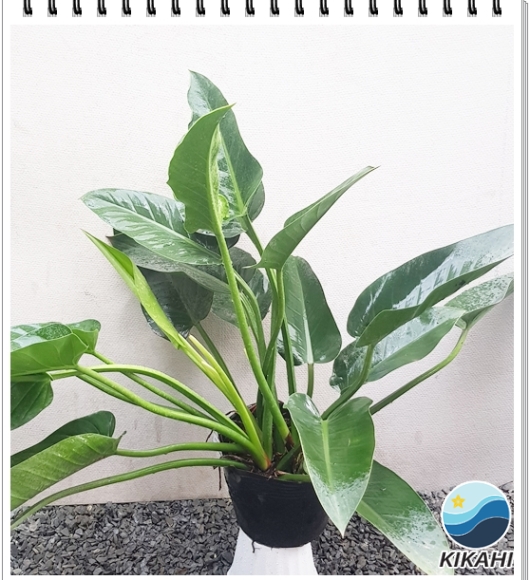 Trầu Bà Đế Vương Xanh