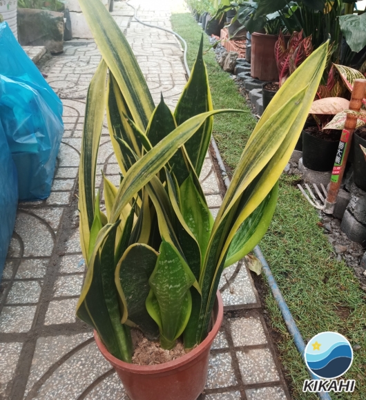 LƯỠI HỔ HOÀNG KIM